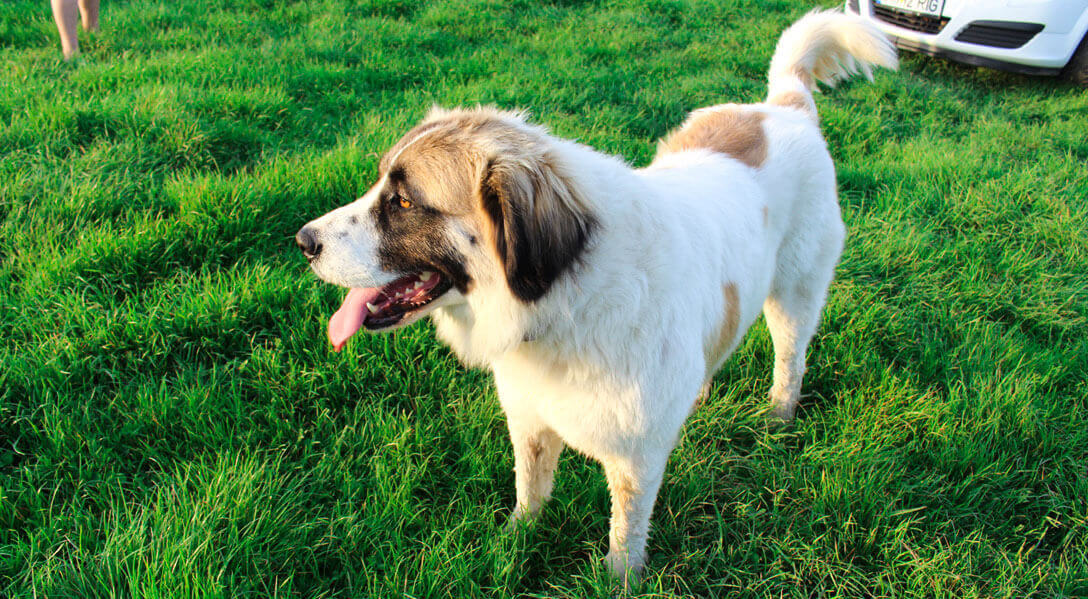 lacul peris - pescuit sportiv si peste proaspat