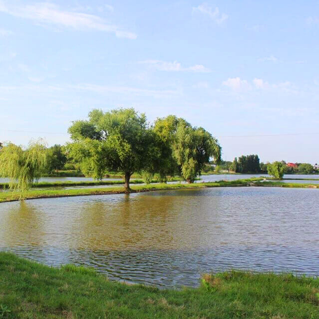 consultanta piscicultura, asistenta tratamente deparazitare pesti, proiectare si amenajare bazine piscicole, confectionare navoade, reparatii barci din fibra de sticla