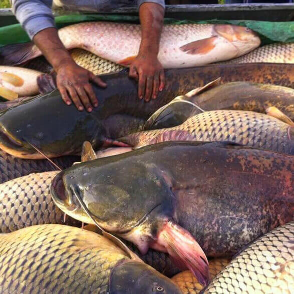 peste proaspat - crap, caras, somn, stiuca, salau, fitofag, novac, sturion