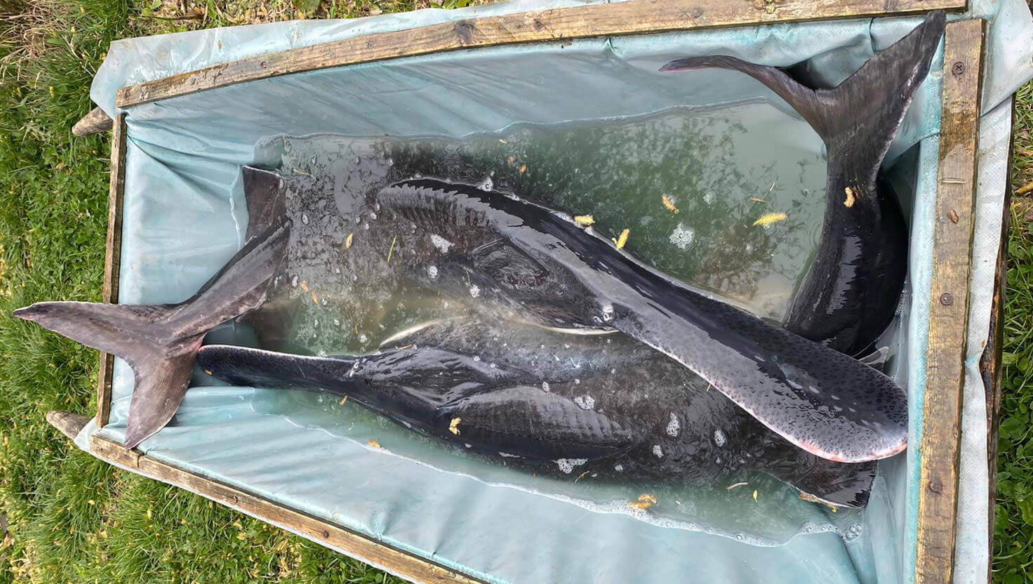 sturioni si icre negre de vanzare